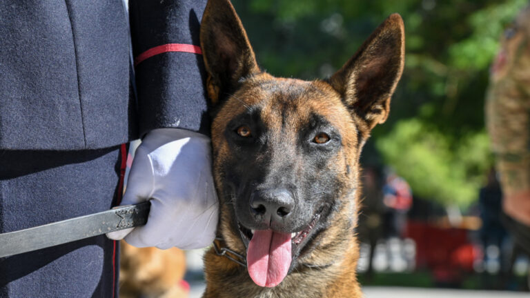 Karina Milei y Luis Petri homenajearon a los perros de la Guerra de Malvinas en el día del Animal
